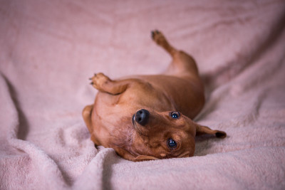 达克斯猎犬