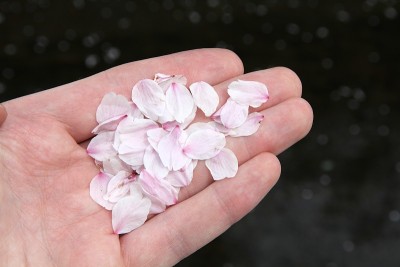 日本京都的樱花