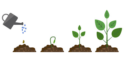 Green plant growth phase watering on white backgro