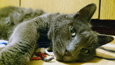 俄罗斯蓝猫躺在地板上