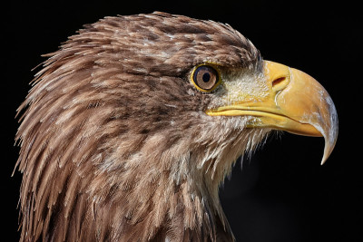 草原鹰(Aquila nipalensis)近侧视图和黑色背景