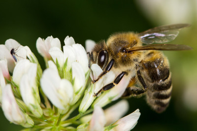 蜜蜂
