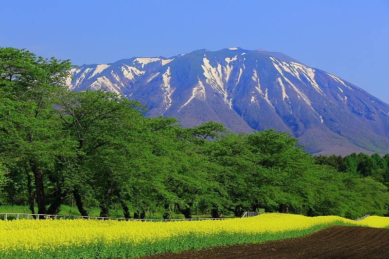 岩手山和油菜田