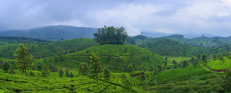 印度喀拉拉邦穆纳尔美丽的茶园全景。