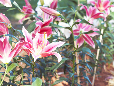 粉色百合的花