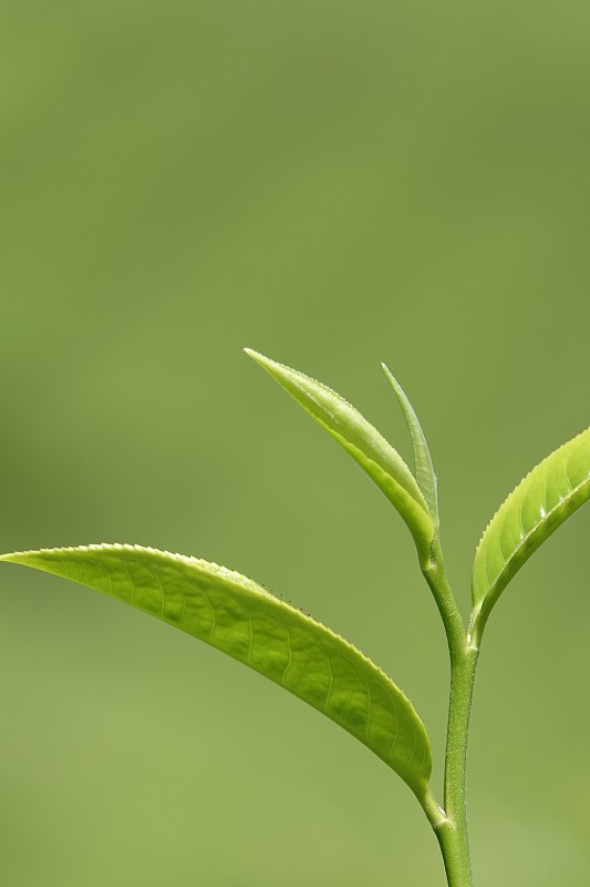 高原的绿茶嫩芽和嫩叶