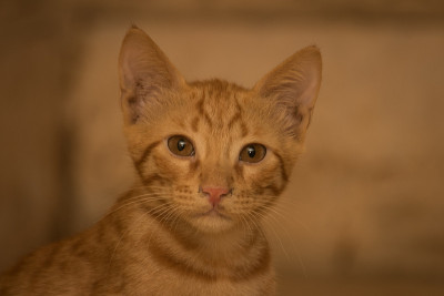 小猫