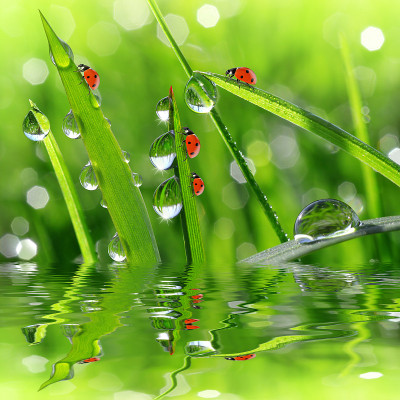 露水和瓢虫
