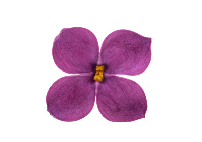 淡紫色花孤立