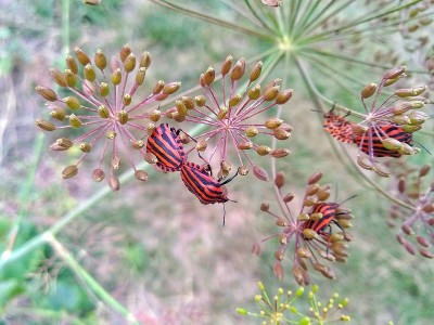 斜体Graphosoma italicum是蝽科盾牌虫的一种，也被称为条纹虫(或意大利条纹虫)和吟唱