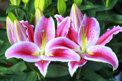 百合花夫妻幸福在一起