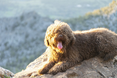 西班牙水犬