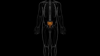 人体骨骼解剖骶骨3D渲染