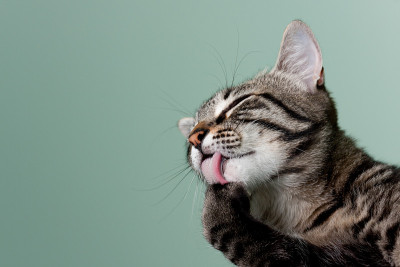 猫梳理