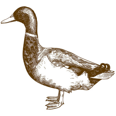 雕刻古绿头鸭插图