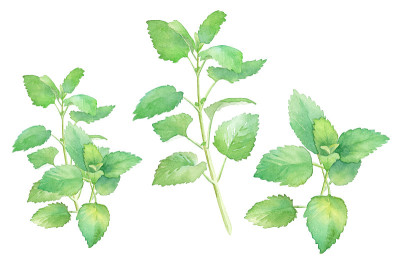 草药:柠檬香油。水彩插图跟踪矢量