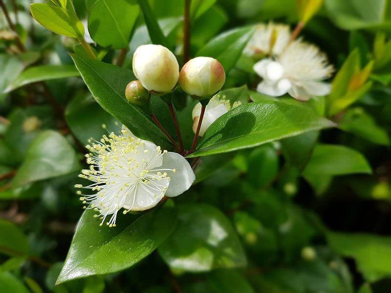 桃金娘;Myrtus普通的;香油;