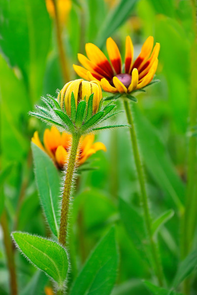 花园里的花