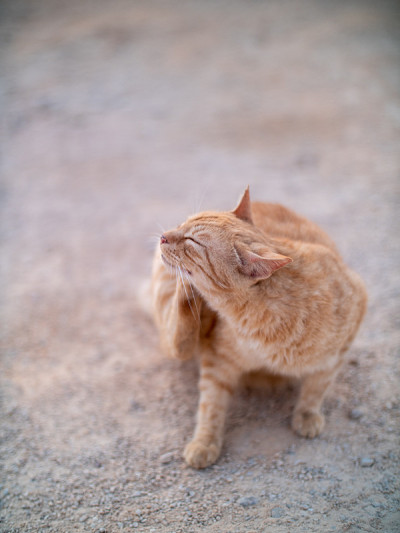 小虎斑街猫抓挠