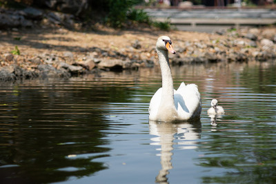 Swan