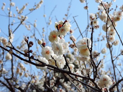 冬天开花。9