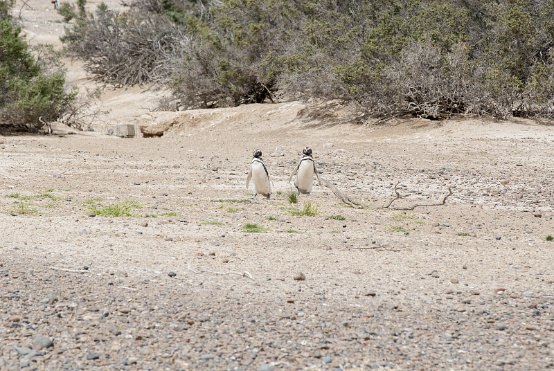 Punta Tombo 巴塔哥尼亚的麦哲伦企鹅