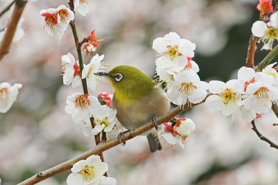 日本白眼樱花