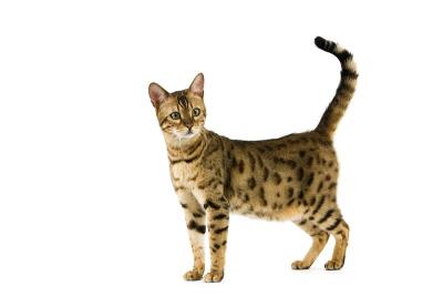 白底褐斑虎斑孟加拉家猫