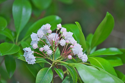 Kalmia