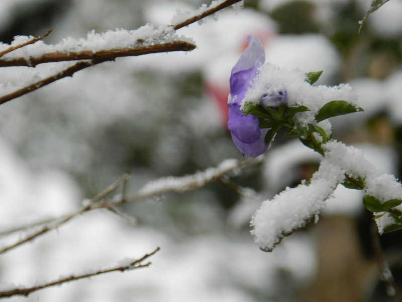 雪南非约翰内斯堡