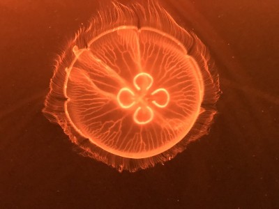 火水母