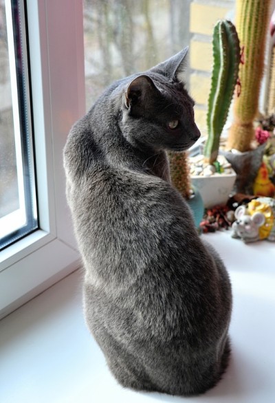 俄罗斯蓝色纯种猫坐在窗台上
