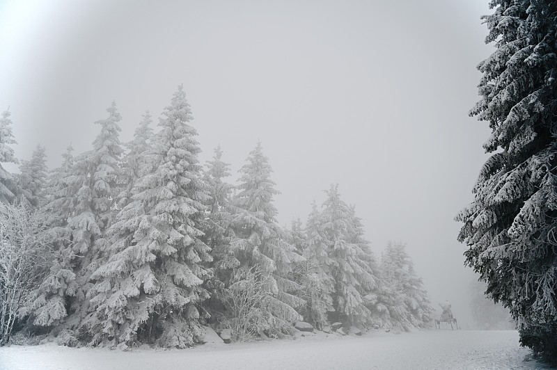 冷杉在雪