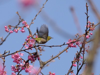 樱花和日本白眼