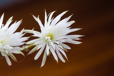 仙人掌花盛开了