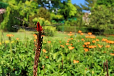 蜻蜓花岛