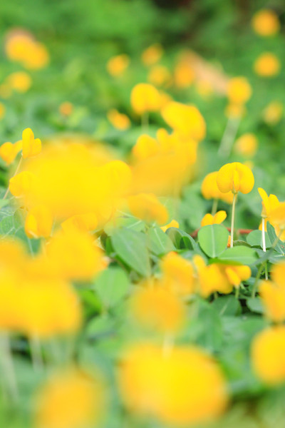 平托花生