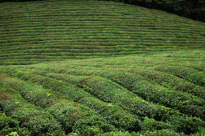 茶园