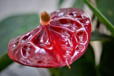 花瓶中的红掌花