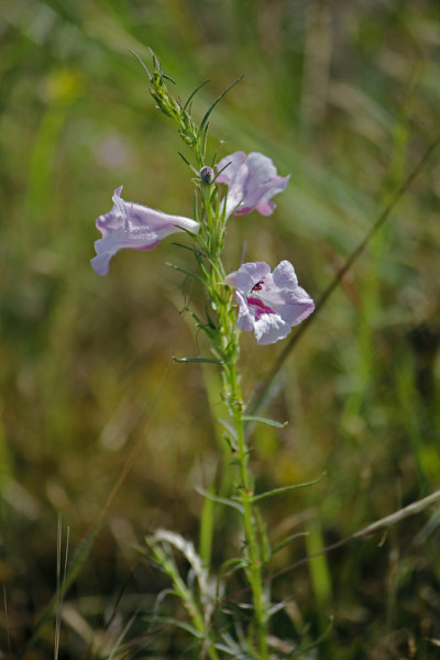 普通的Sopubia, delphinifolia Sopubia