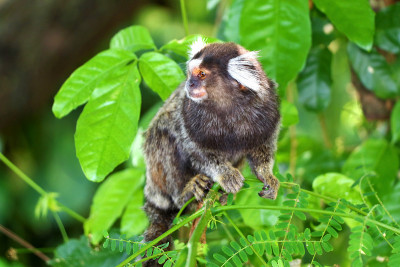 Common Marmoset (Callithrix jacchus) -巴西萨尔瓦多·da Ba