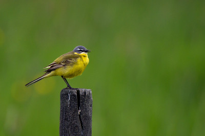 西部黄Wagtail(莫塔西拉黄)