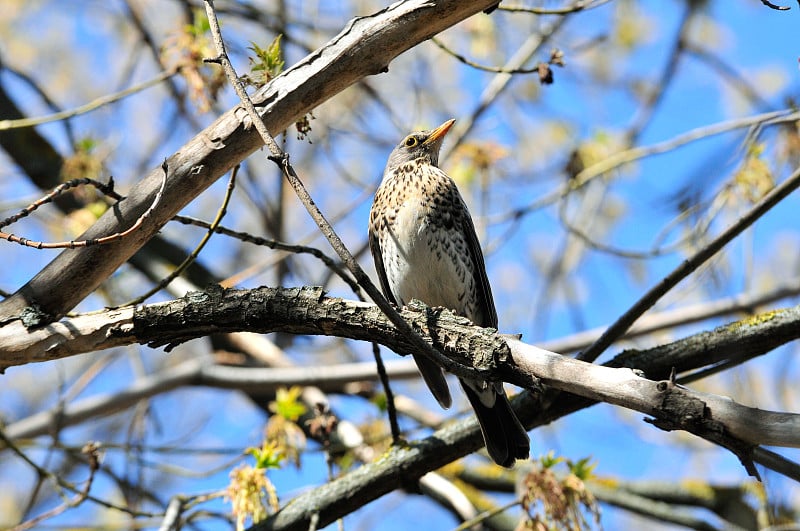 画眉(Turdus pilaris)是画眉科的一员。