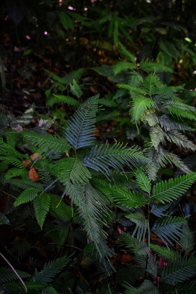 蕨类植物。输入文本的叶形背景图像。