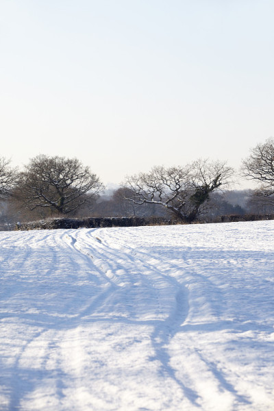 冬天白雪皑皑的田野，晴朗的天空和光秃秃的树木