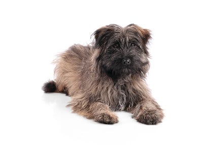 比利牛斯牧羊犬幼犬孤立