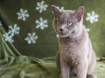 英国短毛猫