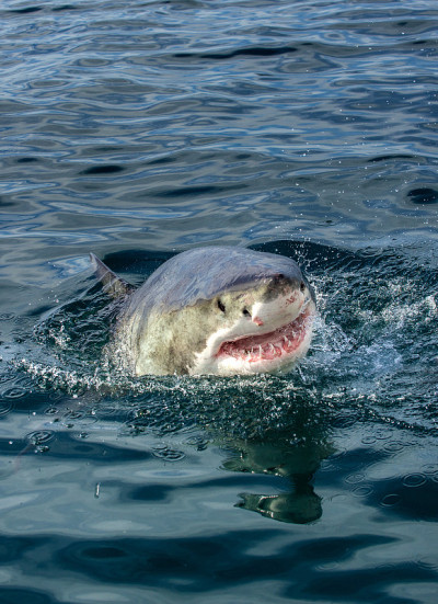大白鲨张开嘴露出水面。学名:Carcharodon carcharias。南非,