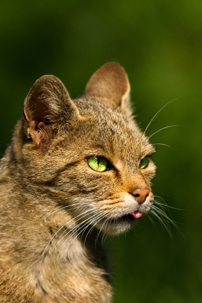 一只野猫的头