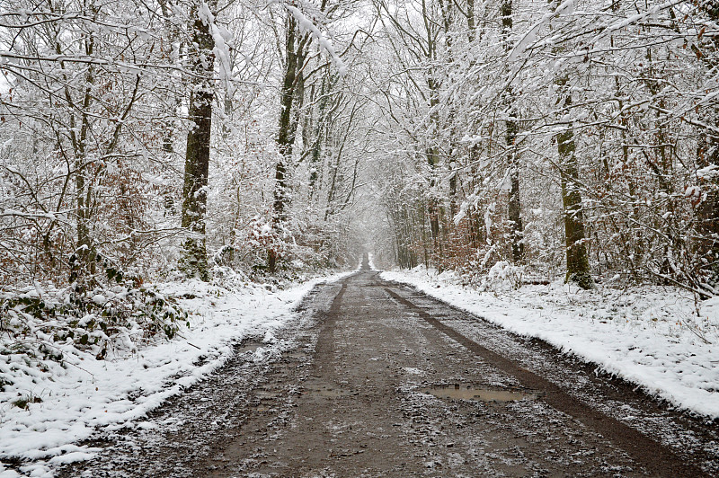 下雪的森林道路